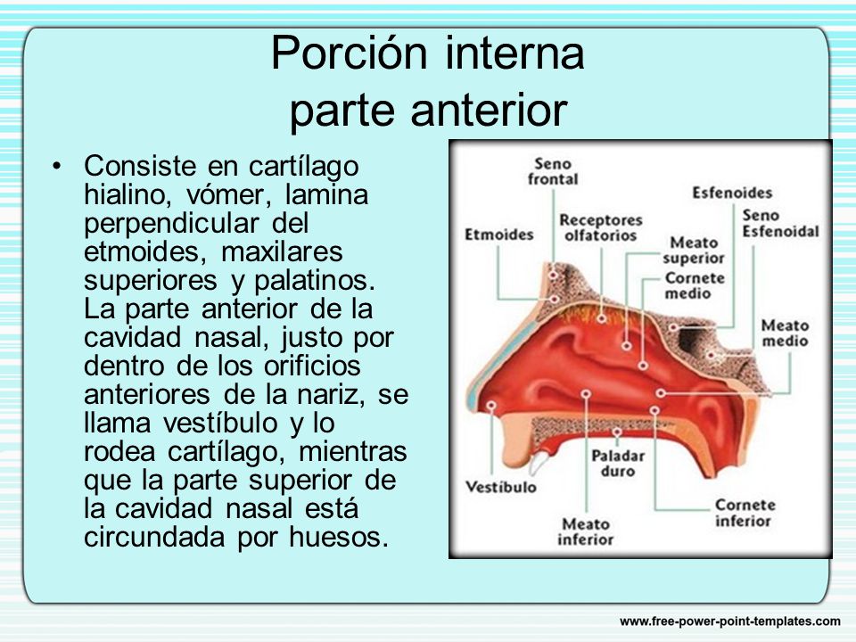 estructura interna de la nariz estructura interna de la nariz